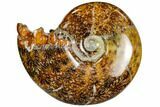 Polished, Agatized Ammonite (Cleoniceras) - Madagascar #110524-1